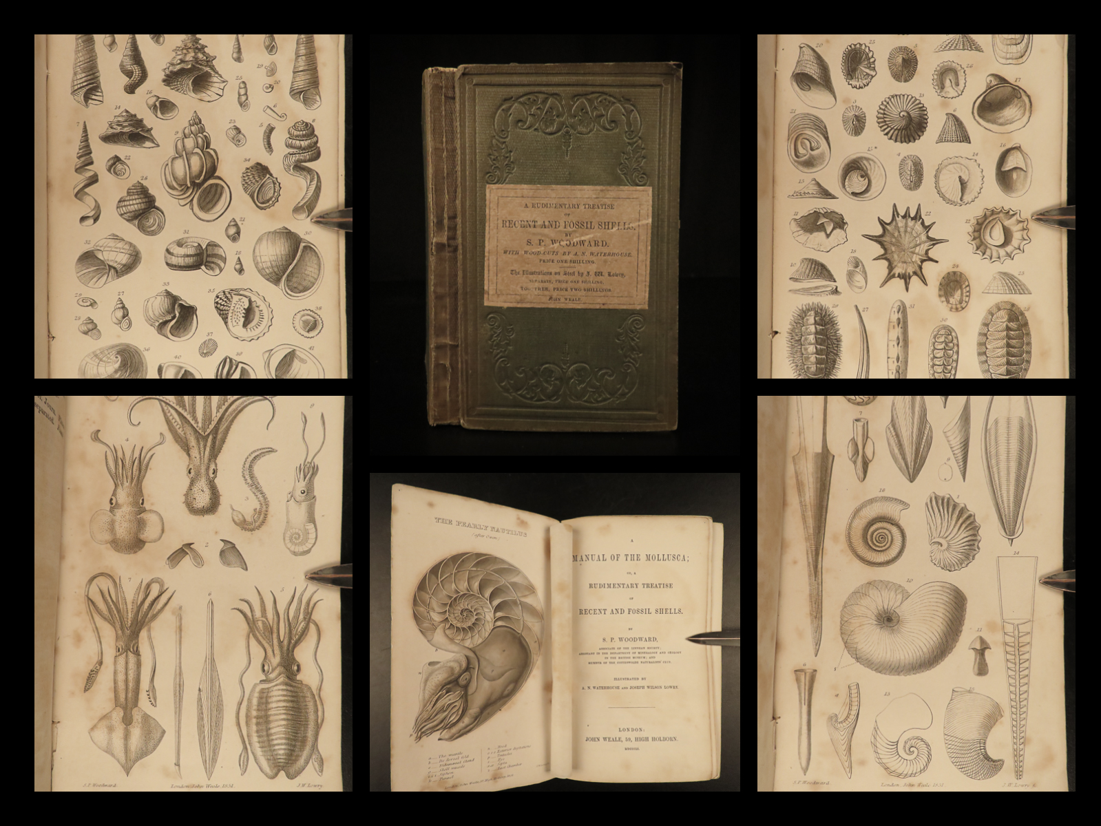 A manual of the mollusca or A rudimentary treatise of recent and
