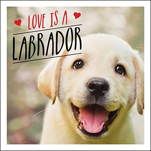 Love is a Labrador: A Lab-Tastic Celebration of the World's Favourite Dog - Ellis, Charlie