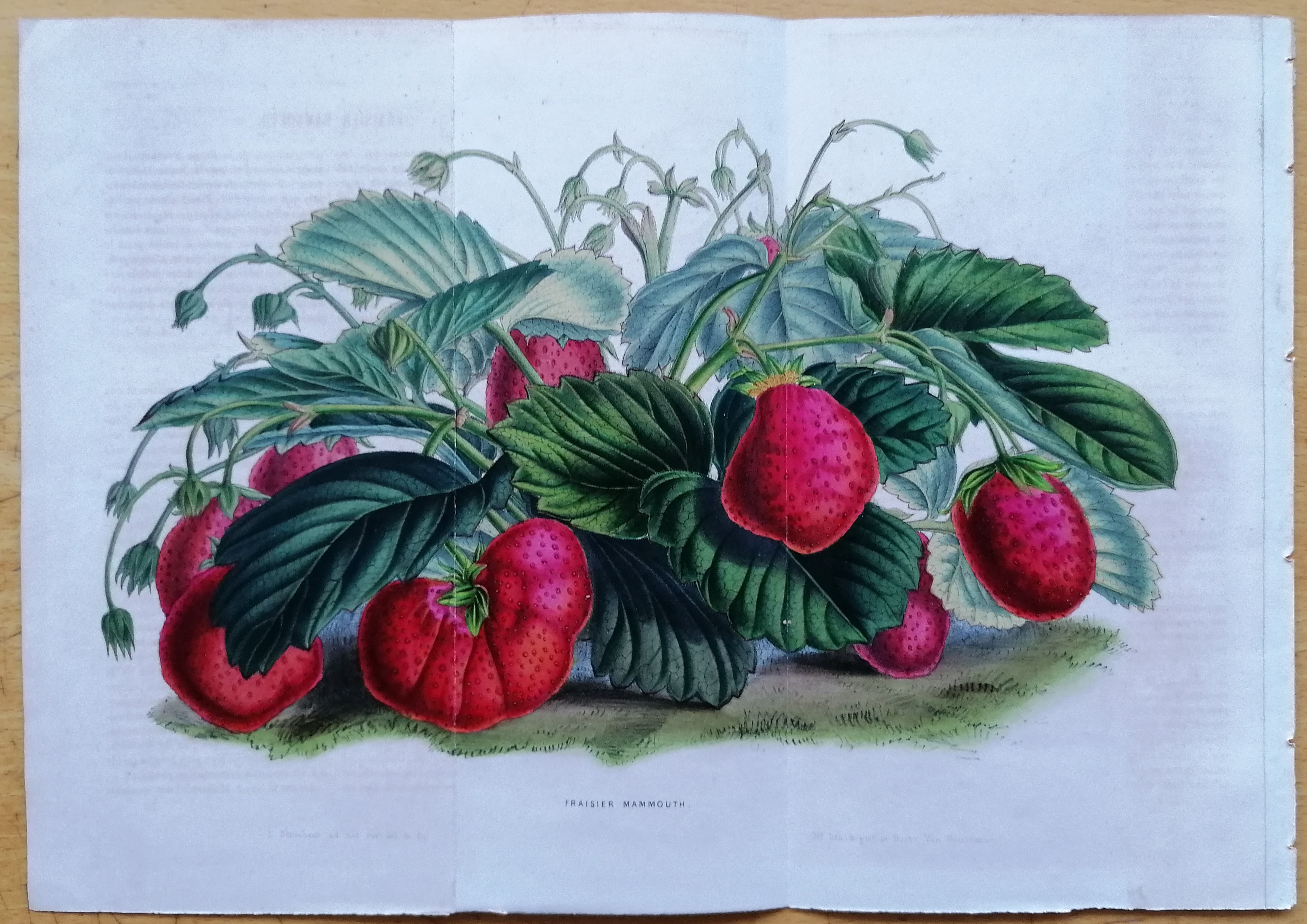 Van Houtte - Erdbeere Fraisier mammouth von Van Houtte: (1850) Kunst ...