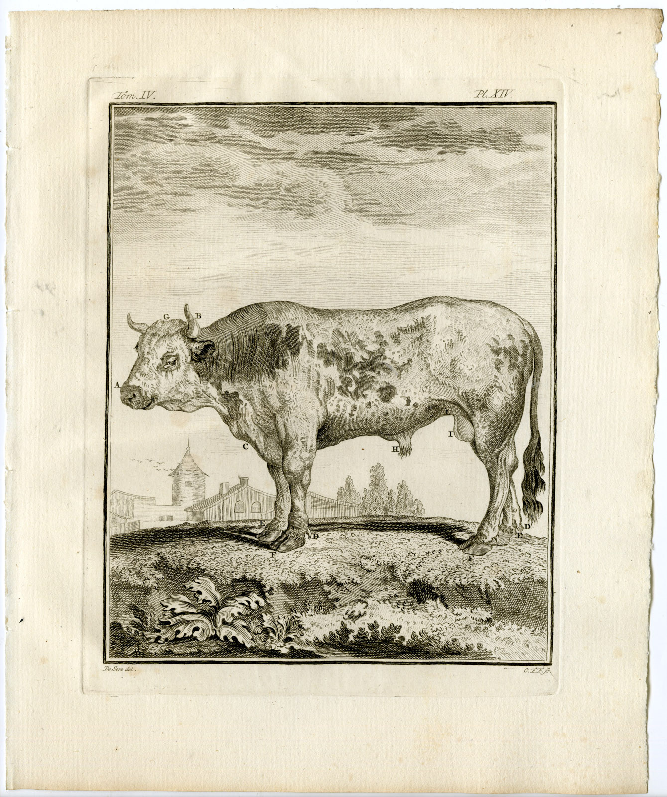 10 Antique Prints-BULL-COW-ORGANS-SKELETON-ANATOMY-PL. 14-23-Fritsch-Buffon-1775 C. F. Fritsch [Very Good]