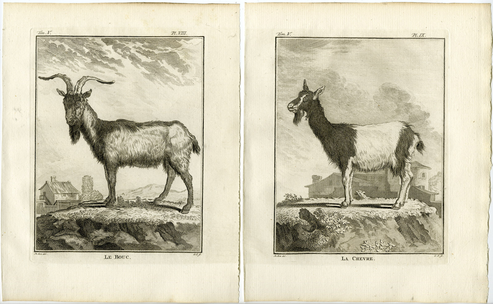 4 Antique Prints-GOAT-ANGORA-ORGANS-SKELETON-ANATOMY-PL.10-13-Fritsch-Buffon-1775 C. F. Fritsch [Very Good]