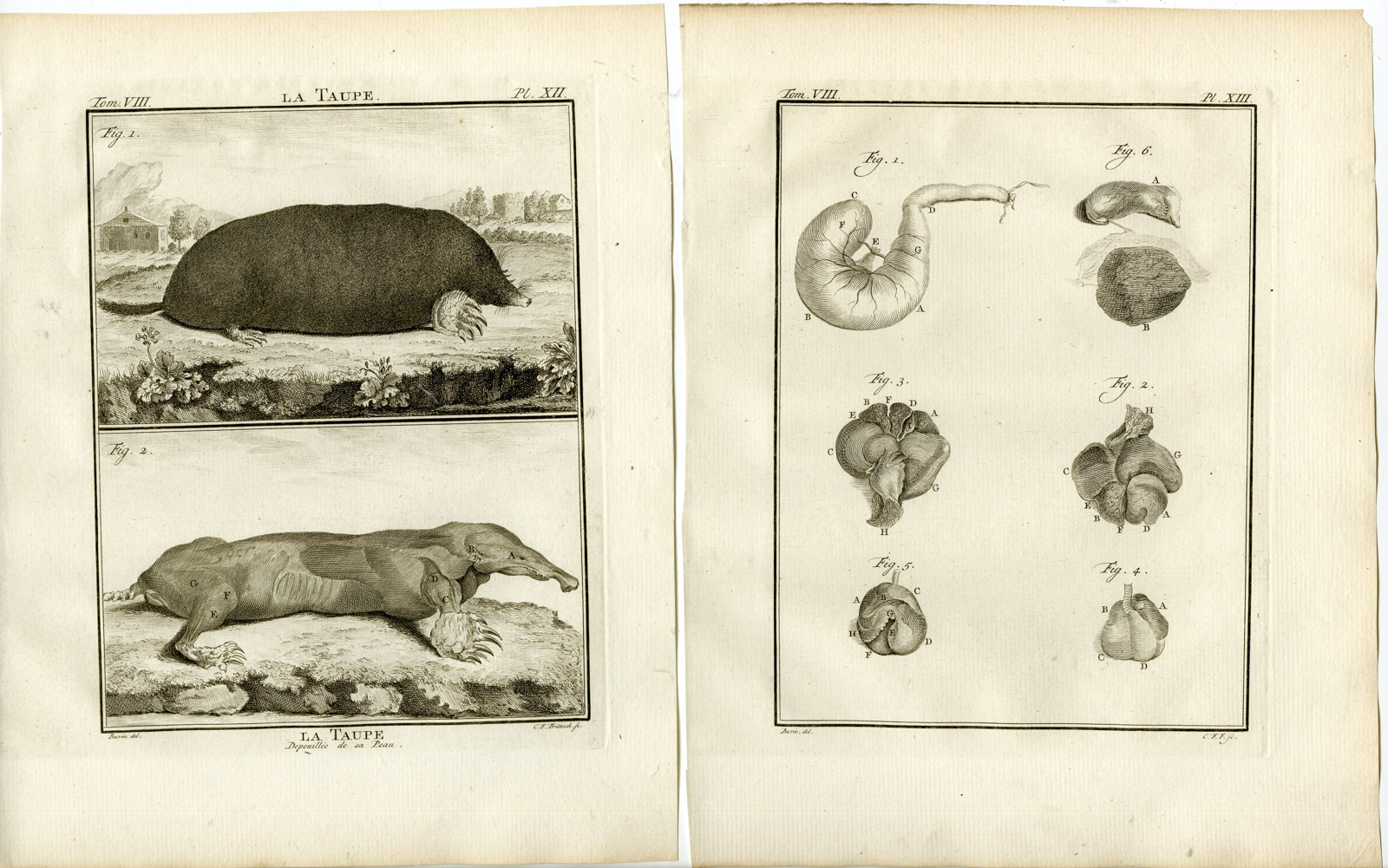 4 Antique Prints-MOLE-TAUPE-ANATOMY-SKELETON-ORGANS-PL.12-15-Fritsch-Buffon-1776 C. F. Fritsch [Very Good]