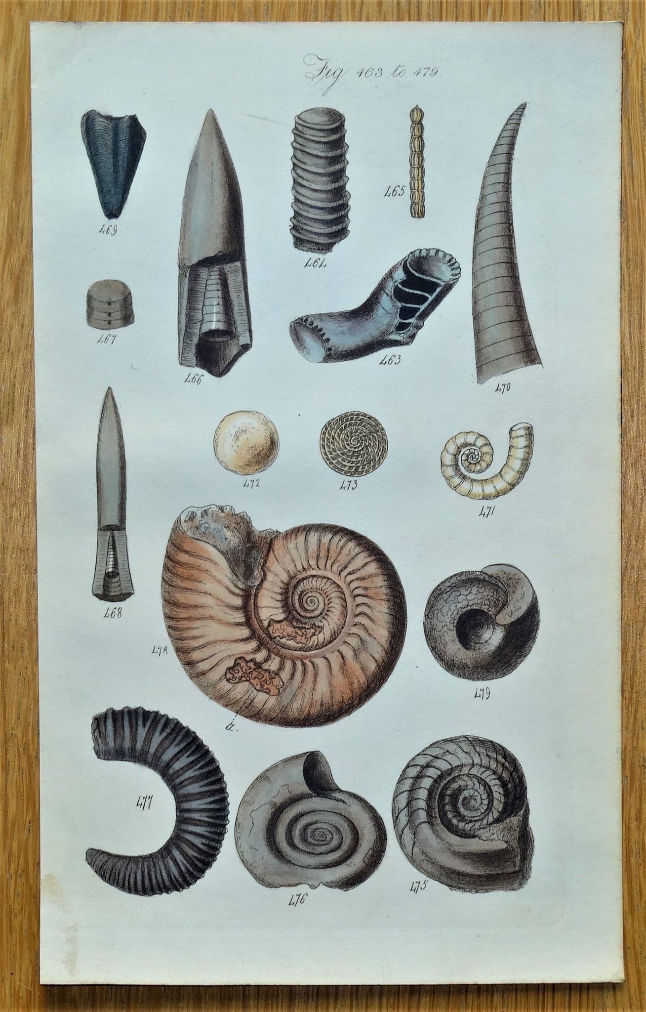 SEA SHELLS Sowerby fig 463 original antique hand coloured conchology print 1846