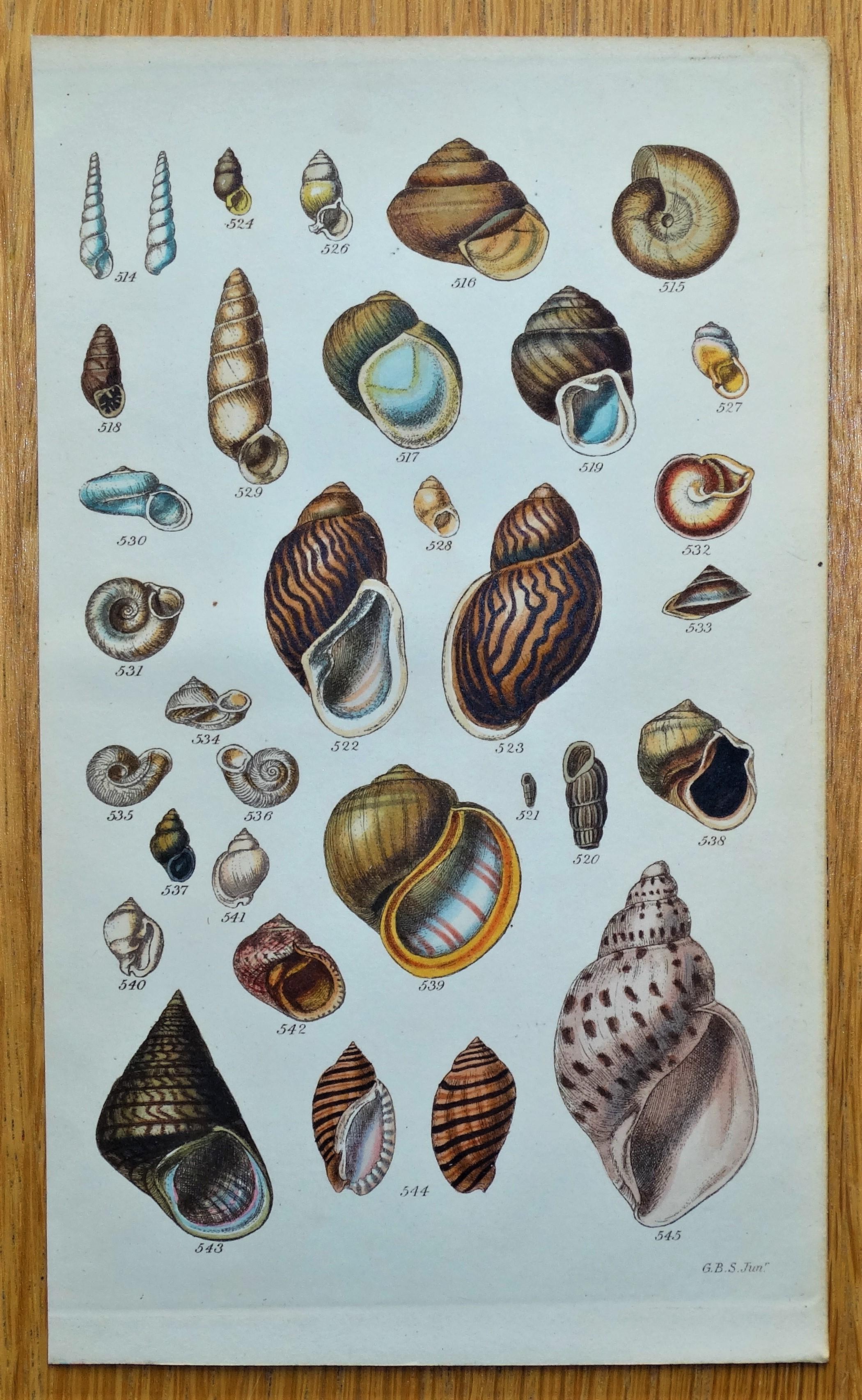 original antique hand coloured conchology print 1846 SEA SHELLS Sowerby fig 463