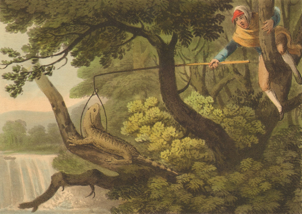 Mexican Lizard Catcher by Orme, Edward: (1814)  Art / Print / Poster