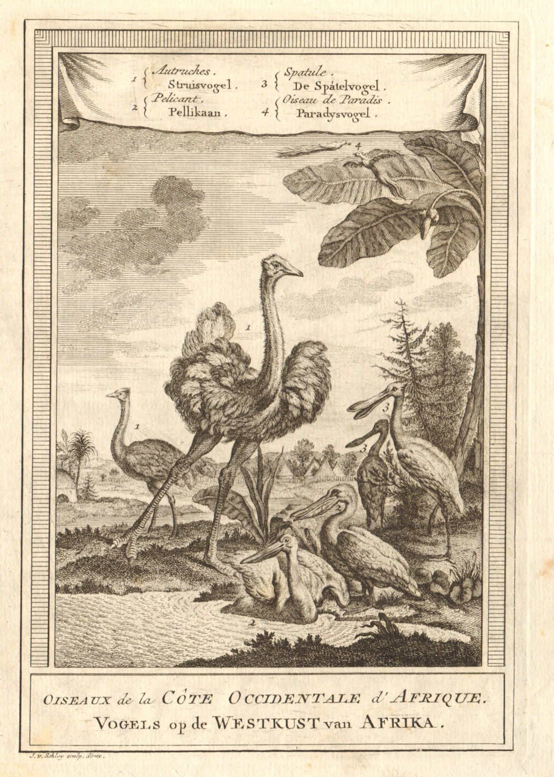 Planche Affiche poster art print Oiseau Ornithologie Foulque Macroule fulica 