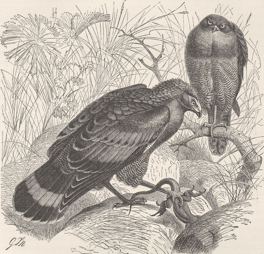 African naked-cheeked hawk and many-zoned whistling hawk (1/6 nat. size) by Unknown: (1895) Art