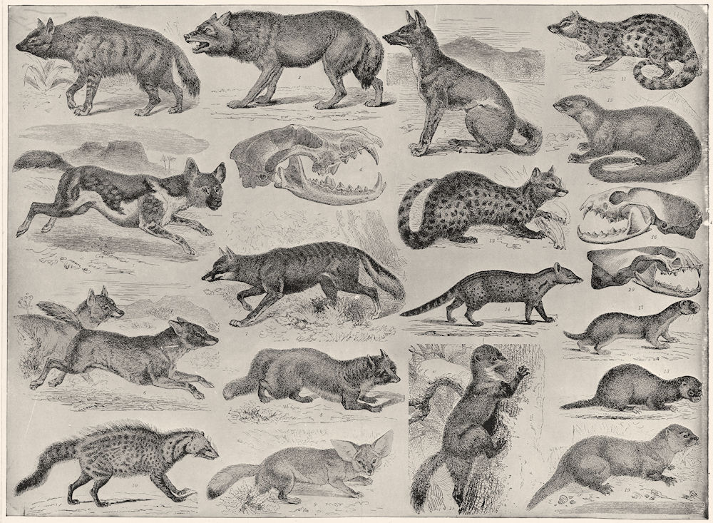 Carnivorous animals - II; 1. Aard wolf; 2. Hunting dog or hyena-dog; 3. Wolf; 4: Skull of wolf; 5. Dhole or Kholsun; 6. Jackal; 7. Brazilian Fox; 8. Common fox; 9. Fennec; Carnivorous animals - II; 1. Aard wolf; 2. Hunting dog or hyena-dog; 3. Wolf; 4: Skull of wolf; 5. Dhole or Kholsun; 6. Jackal; 7. Brazilian Fox; 8. Common fox; 9. Fennec;