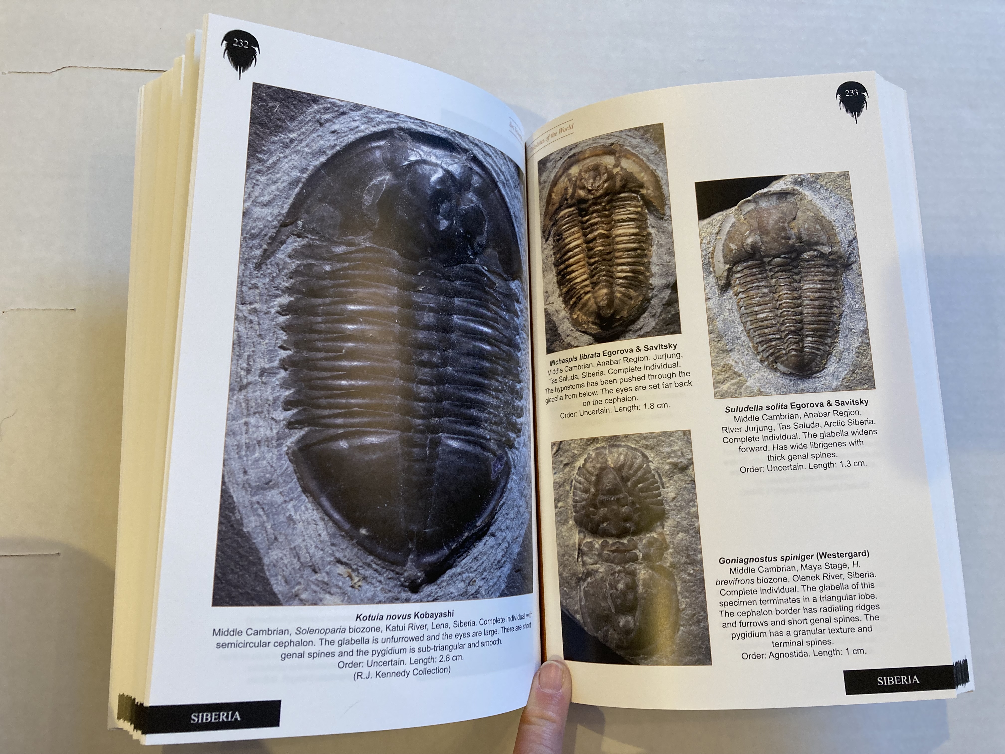 【海外輸入】 Trilobites A Photographic Atlas 三葉虫 化石 本 洋書