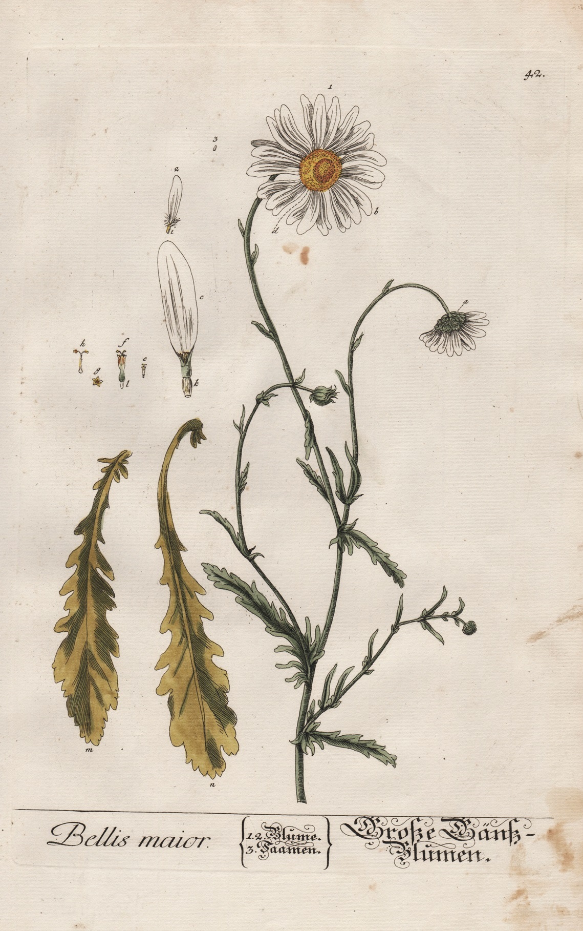 "Bellis maior Große GänzBlumen" Gänseblümchen daisy Maßliebchen
