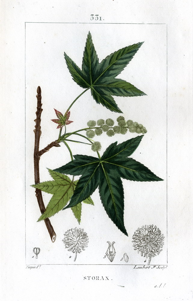 Storax MappleLeaved Liquid Amber Amberbaum. by Chaumeton, François