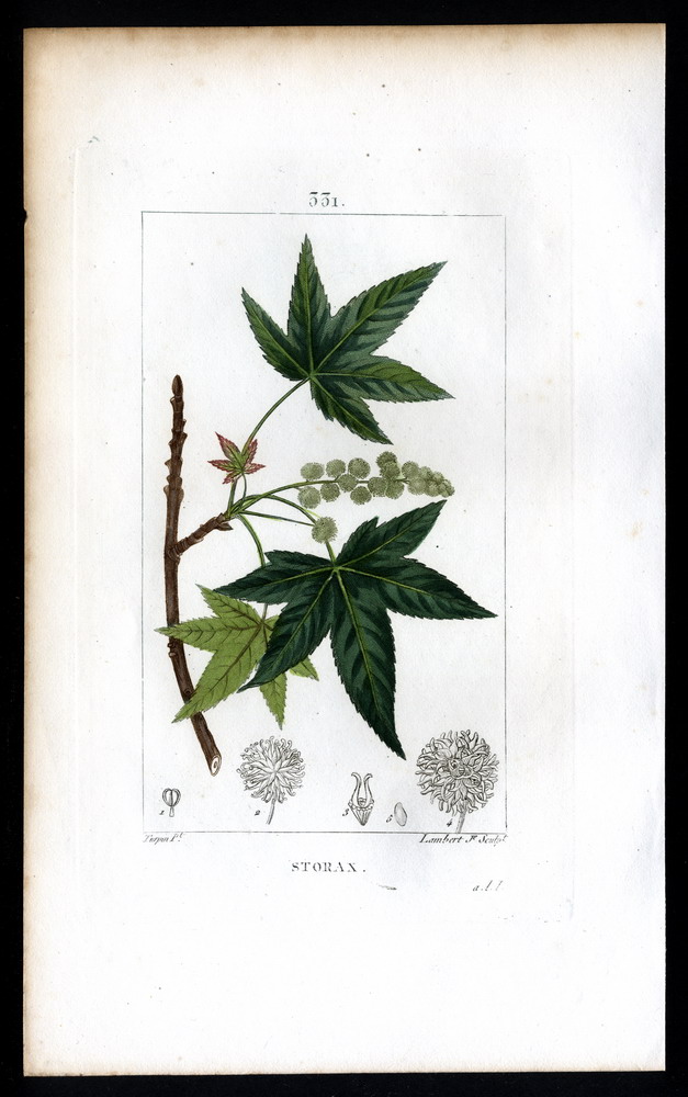 Storax MappleLeaved Liquid Amber Amberbaum. by Chaumeton, François