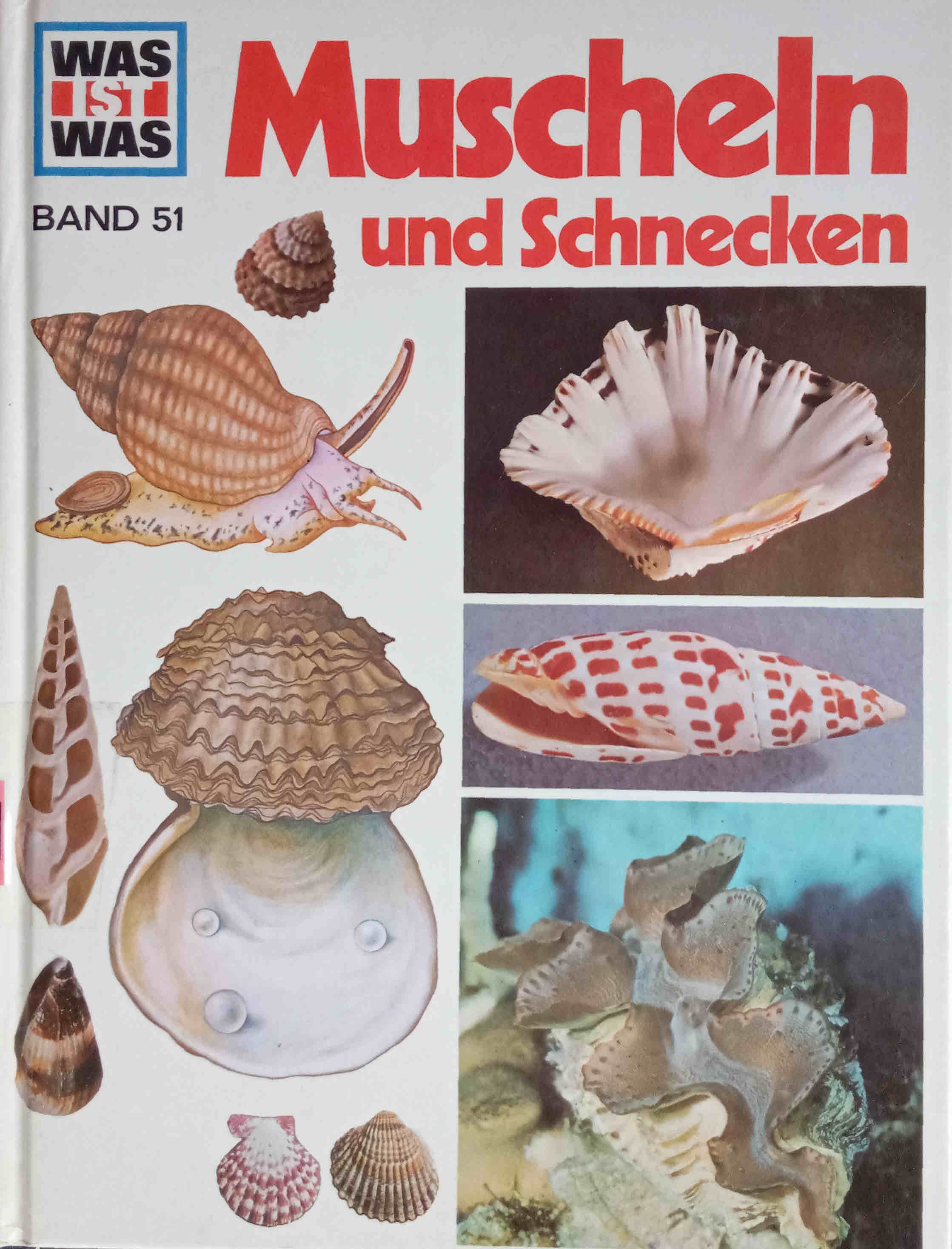 Muscheln und Schnecken. von. Ill. von Anne-Lies Ihme. Fotos von Walter Hähnel. Red.: Käte Hart u. Manfred Konrad / Was ist was ; Bd. 51 - Hähnel, Walter