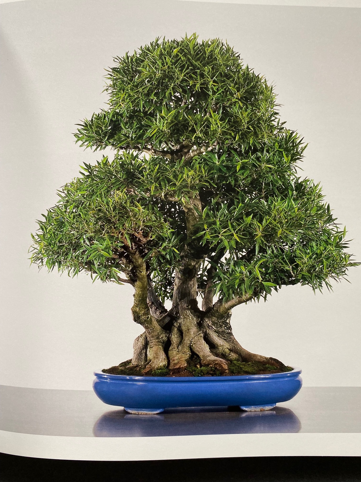 Bonsai A Patient Art, by Susumu Nakamura - 2012 - 1st Ed