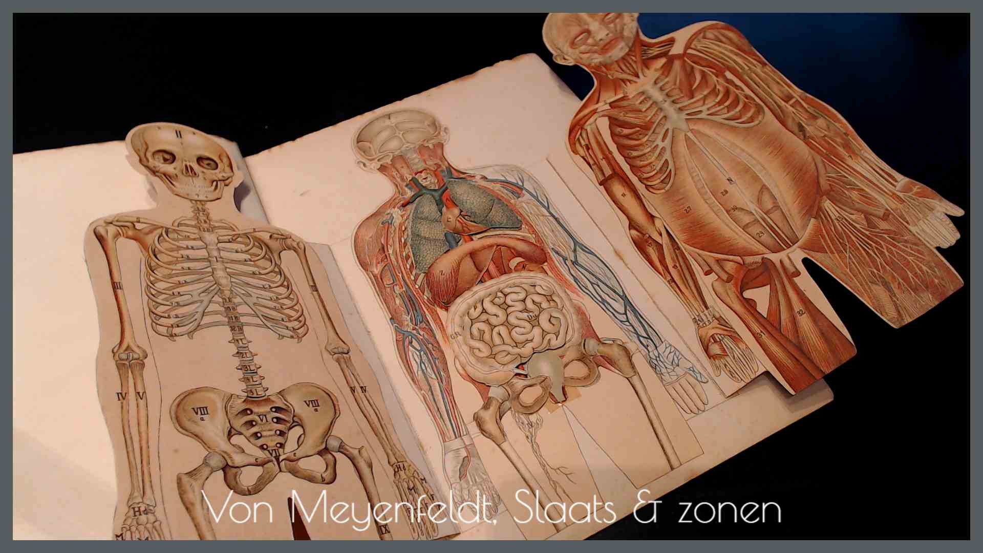 De bouw en de inwendige organen van het kinderlijk lichaam door