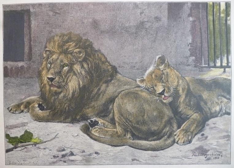kolorierter Holzstich - Löwen im Käfig.: (1883) Holzstich von Paul ...