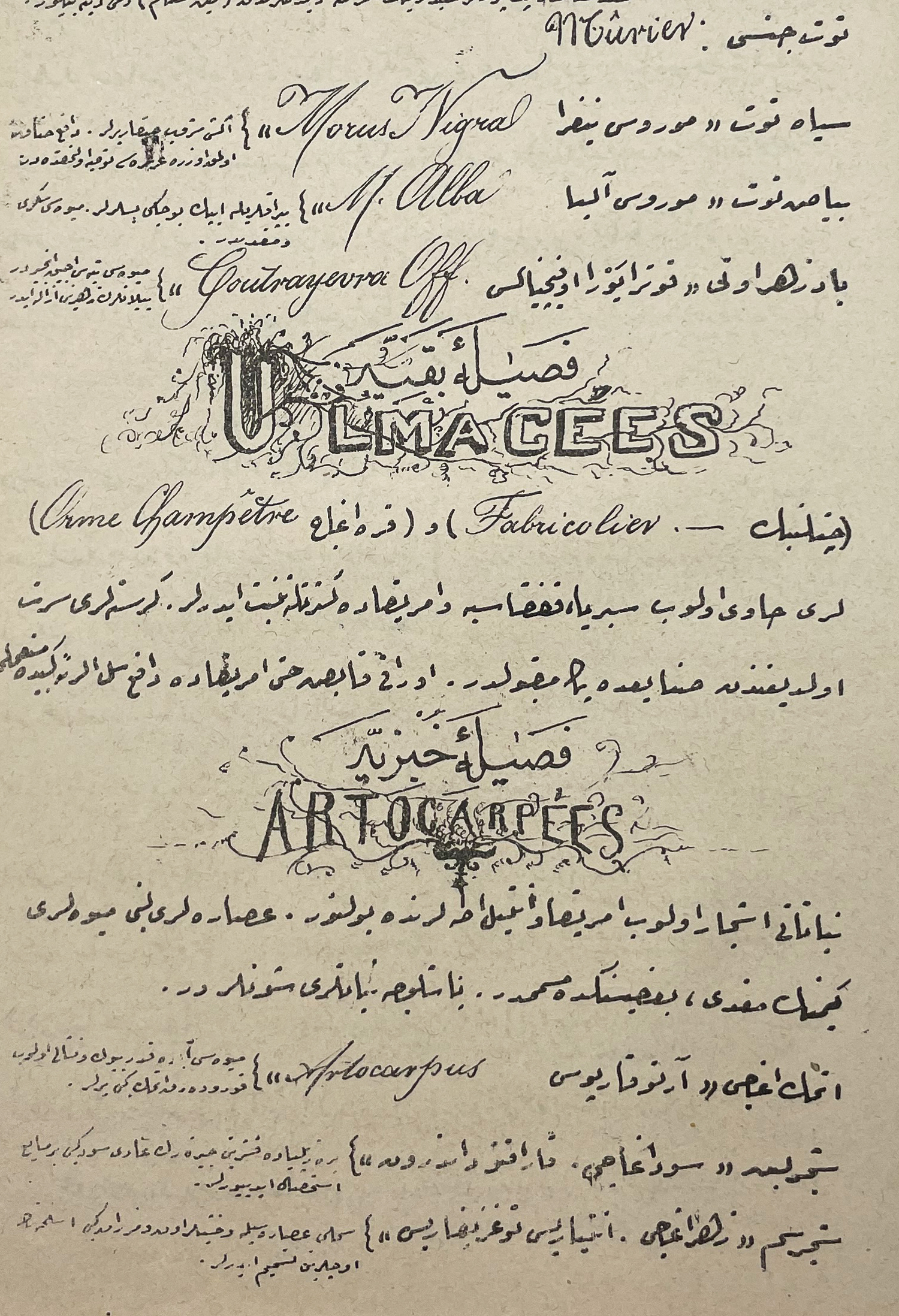 Ilm-i Nebatat-i Tibbiye Defteri / Notebook on the Knowledge on Medical Botany Mehmed Ali Bey also Mehmed Ali Pasha) (1835-1916?), lecturer; Esat Sere
