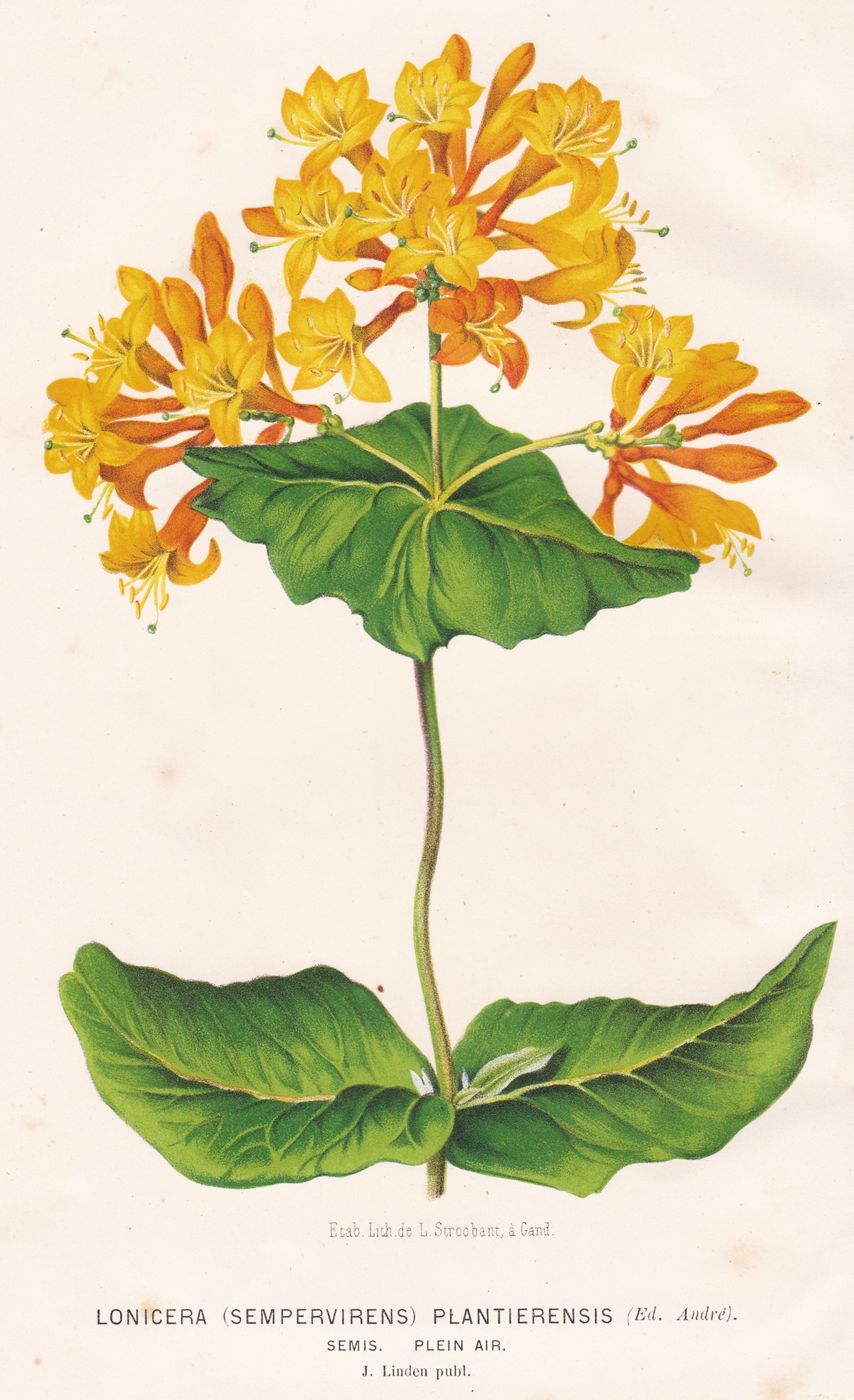 "Lonicera (Sempervirens) Plantierensis" Waldgeißblatt Geißblatt