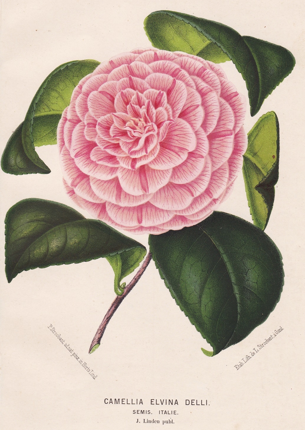 Camellia Elvina Delli