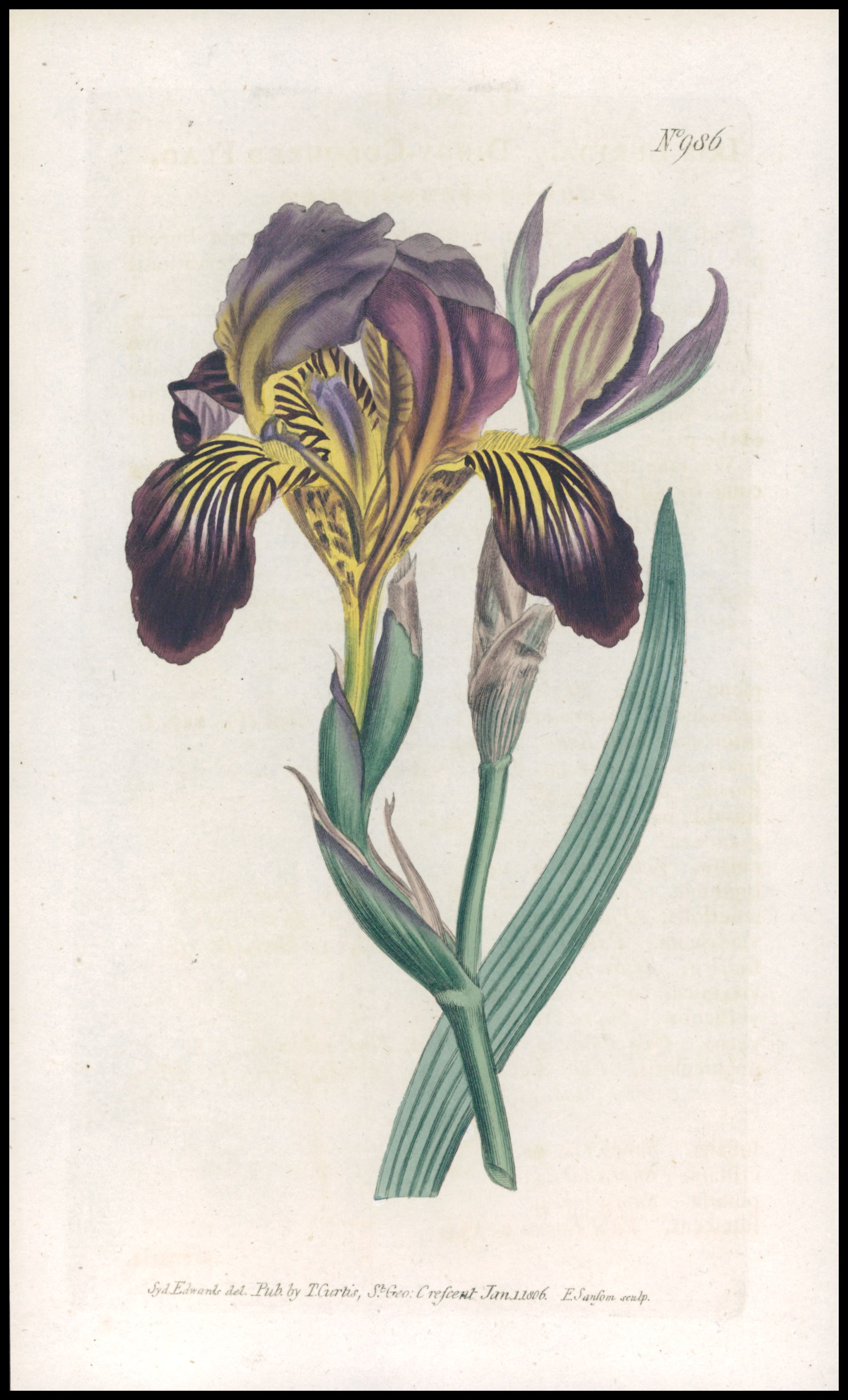 1808 CURTIS Botanical IRIS LURIDA Dingy Coloured Flag PL986 (CB5