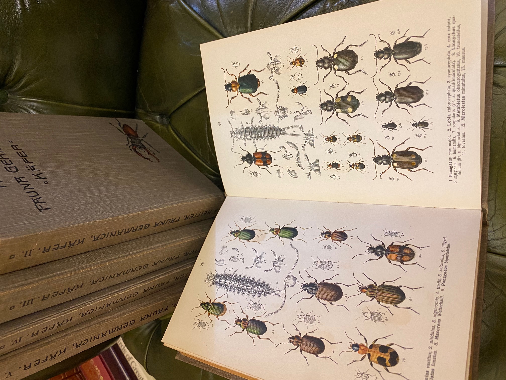 Fauna Germanica. Die Kafer des Deutschen Reiches. [Five Fauna Germanica. Die Kafer des Deutschen Reiches. [Five