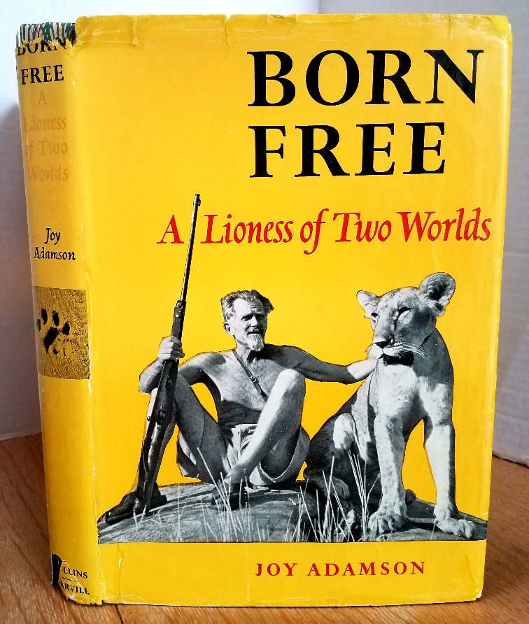 Born Free Lioness