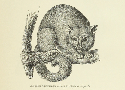 In the Australian Bush and on the Coast of the Coral Sea. Being the Experiences and Observations of a Naturalist in Australia, New Guinea and the Moluccas - SEMON, Richard Wolfgang