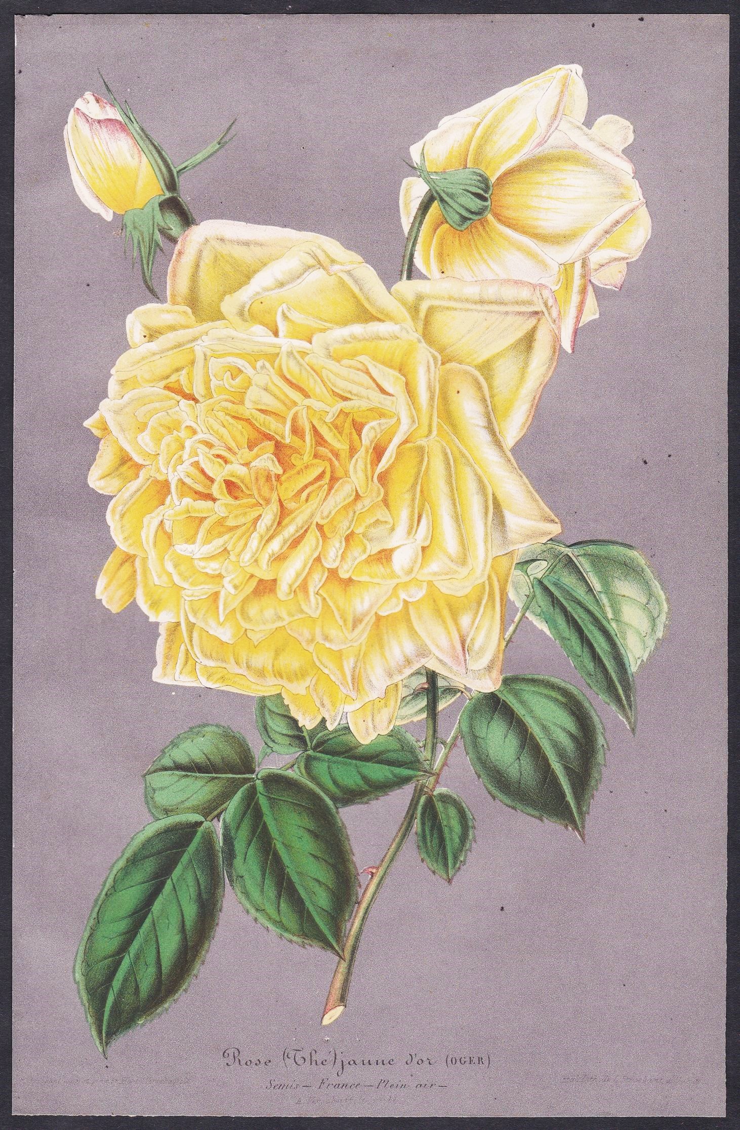 Rose (Thé) jaune d'or - yellow rose Rosen