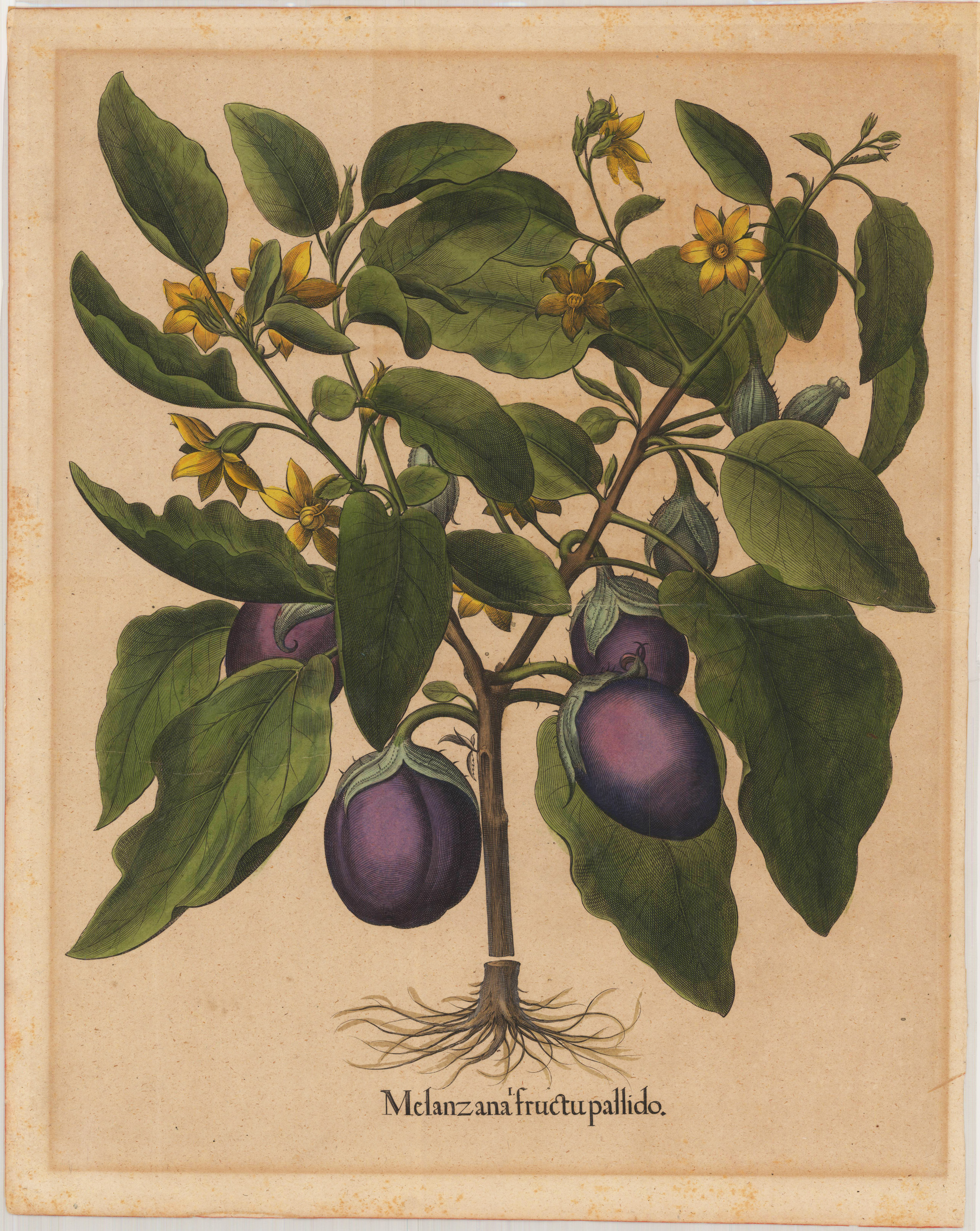 Melanzana fructu pallido. by Besler, Basilius: (1613)  Art / Print / Poster