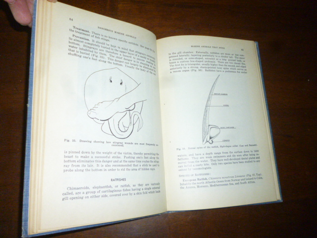 brillante baloncesto Residente Dangerous Marine Animals de Halstead, Bruce W.: Very Good Hardcover (1958)  First Edition First Printing, Inscribed by Author(s) | Gargoyle Books, IOBA