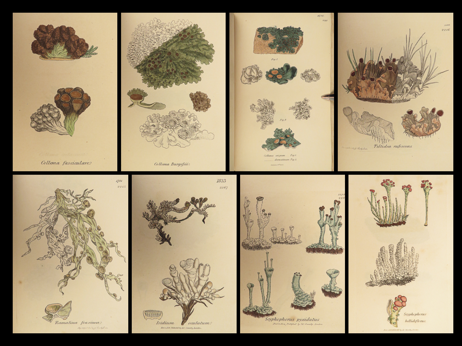 English botany, or, Coloured figures of British plants: with their ...