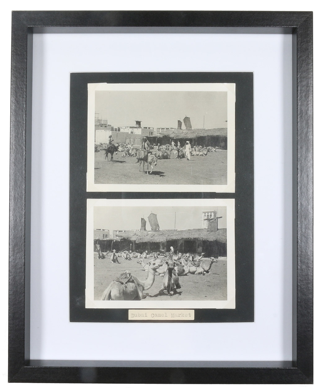Dubai camel market.No place, [ca. 1930]. 2 photos (ca. 8.5 x 11 cm). Mounted on backing cardboard. In black picture frame (22 x 27 cm). [DUBAI CAMEL