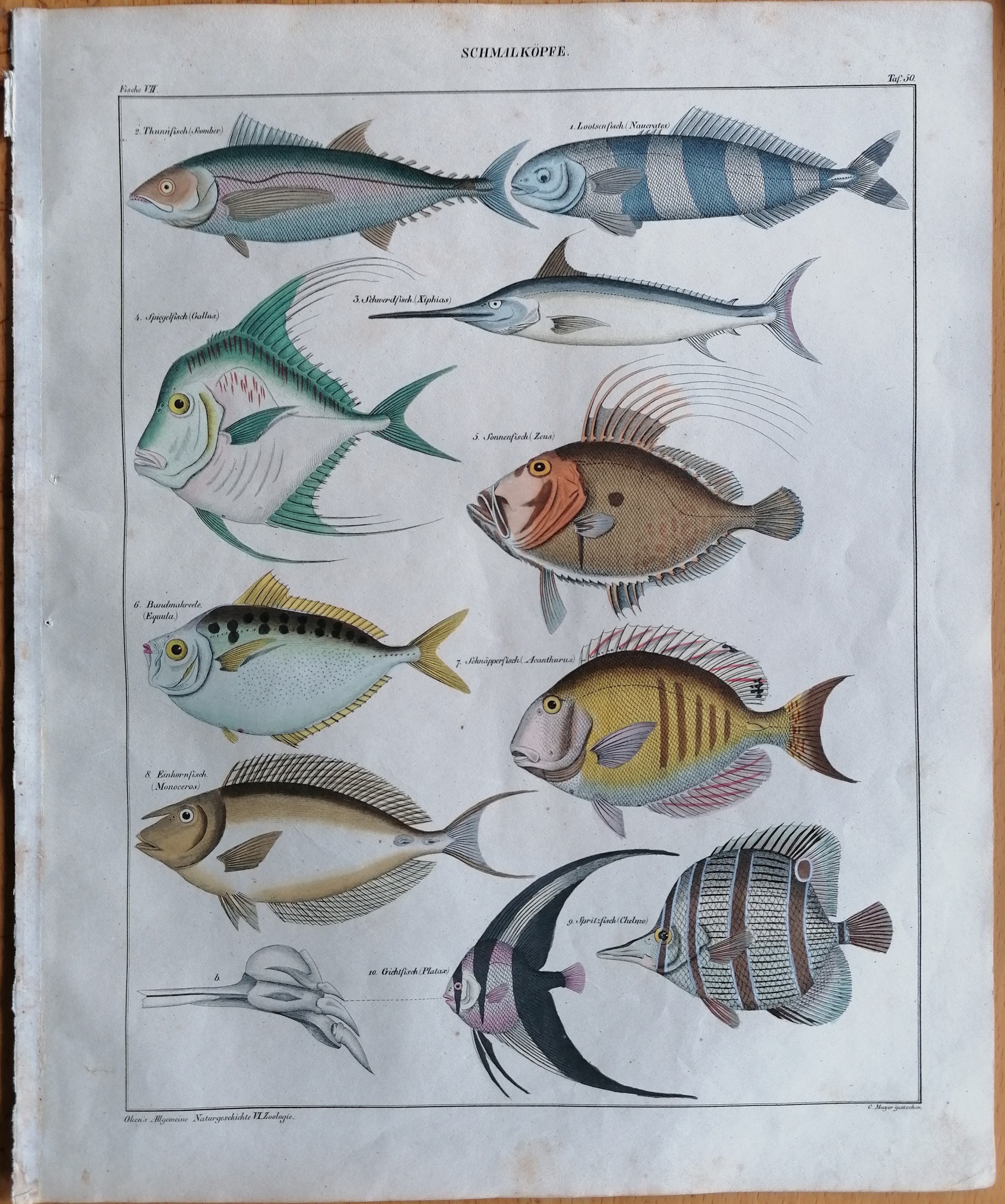 Oken Original Engraving Fish Plate VII - 1843 [Good]