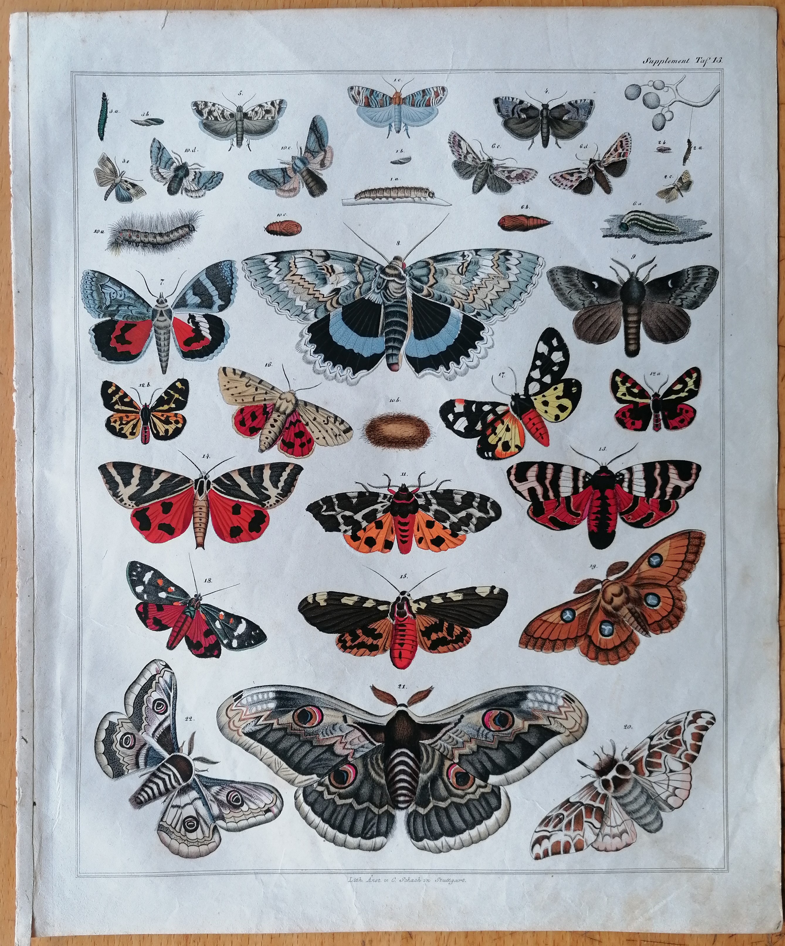 Oken Original Engraving Butterfly Moths Plate 13 - 1843 [Very Good]