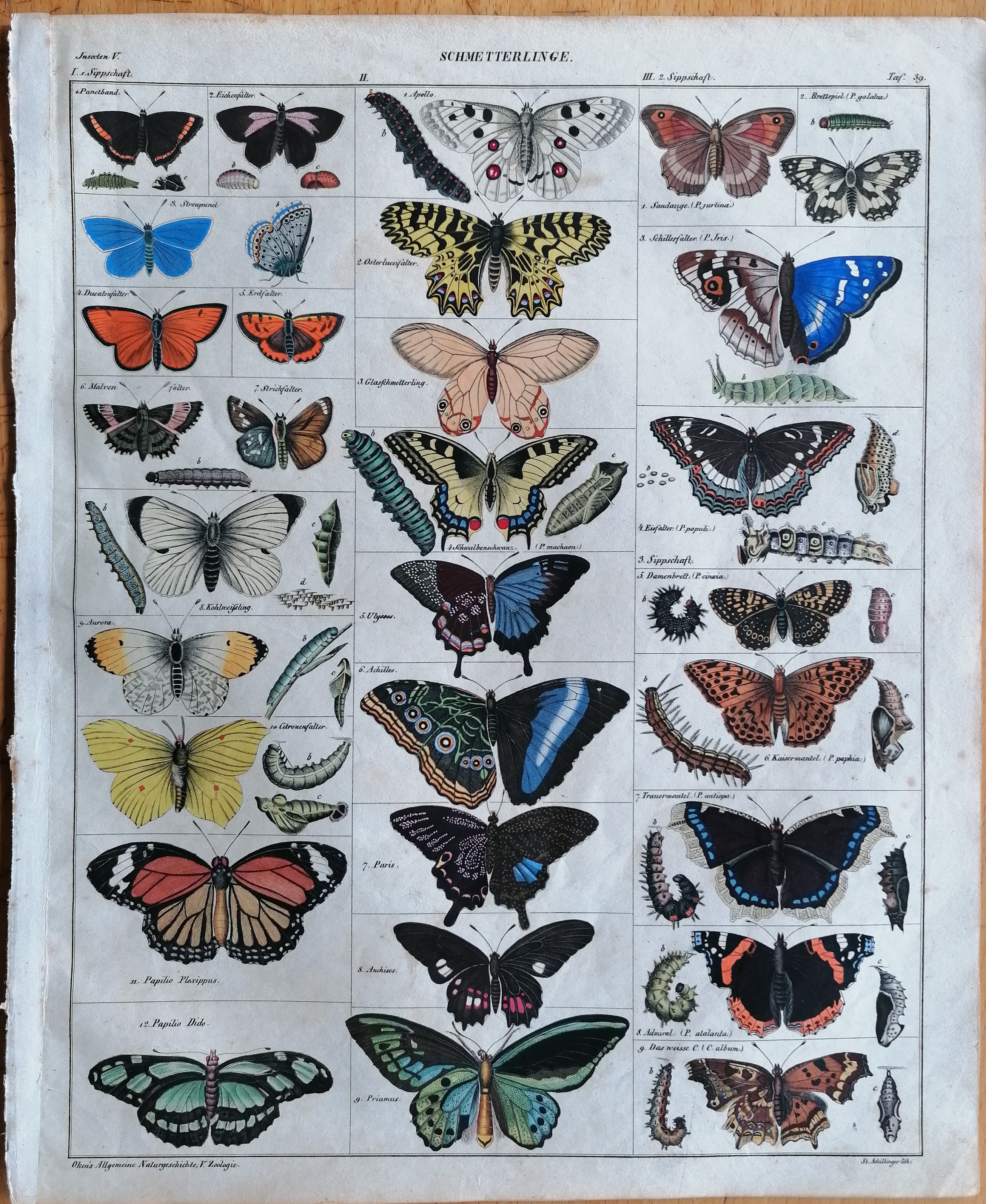 Oken Original Engraving Butterfly Moths Plate 39 - 1843 [Very Good]