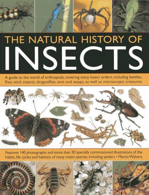 Natural History of Insects (Paperback) - Martin Walters