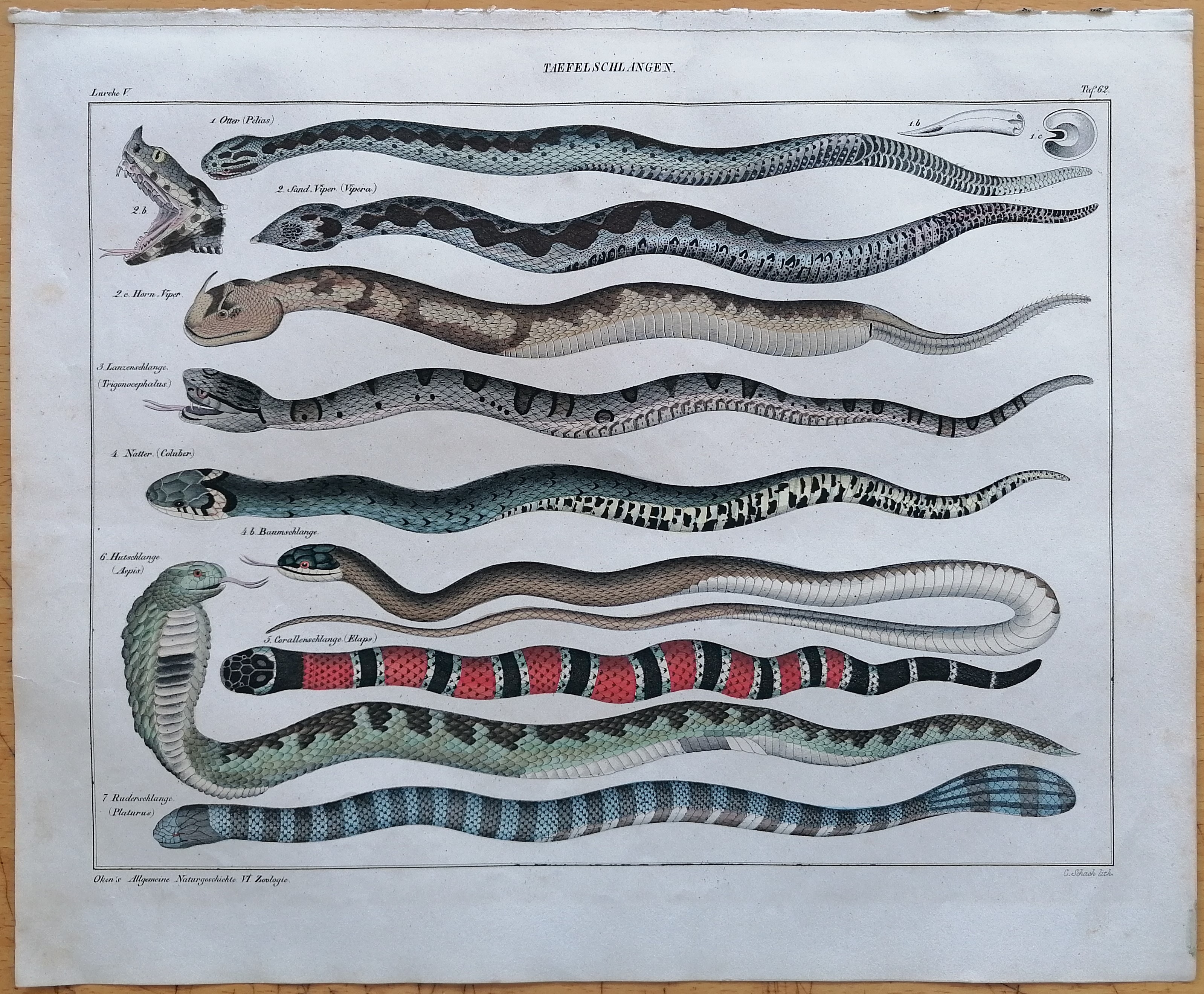 Oken Original Engraving Snake Plate 5 - 1843 [Very Good]