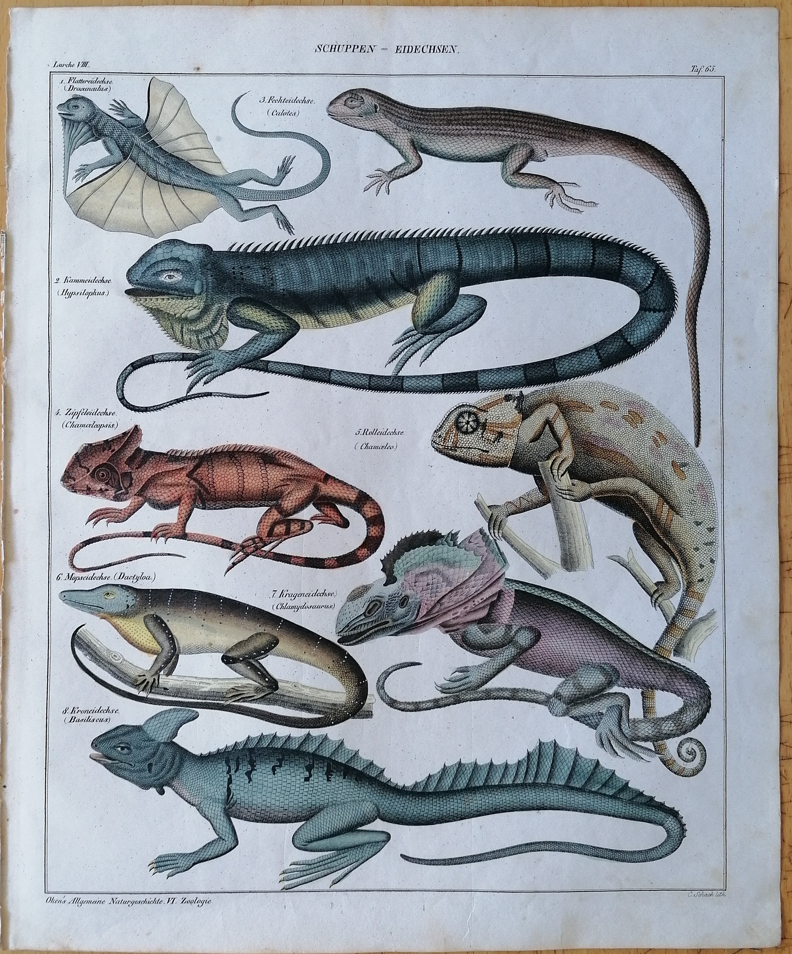 Oken Original Engraving Lizard Chameleon Plate 8 - 1843 [Very Good]