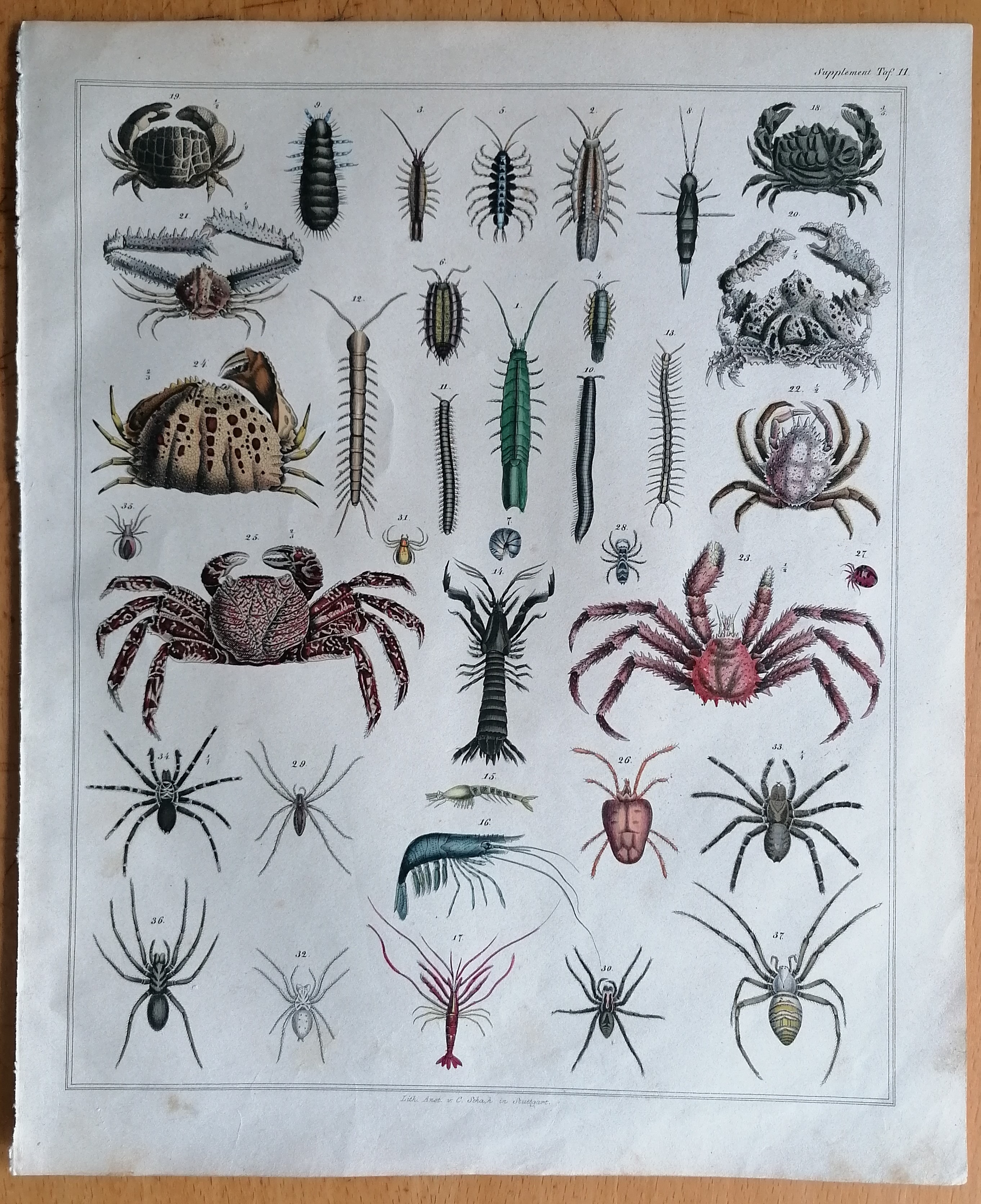 Oken Original Engraving Crustacea Crab Plate 2 - 1843: (1843) Kunst ...