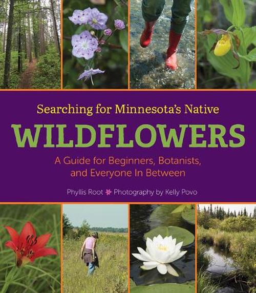 Searching for Minnesota's Native Wildflowers (Hardcover) - Phyllis Root