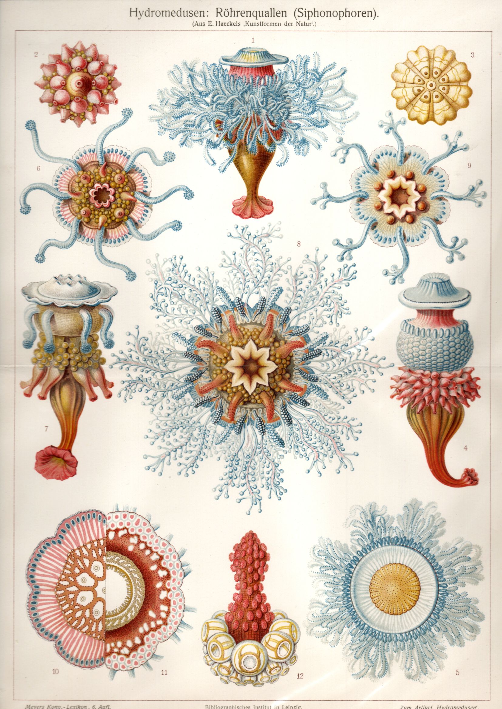 Hydromedusen: Röhrenquallen (Siphonophoren) (Aus E. Haeckels: Kunstformen der Natur). Quallen [ ]