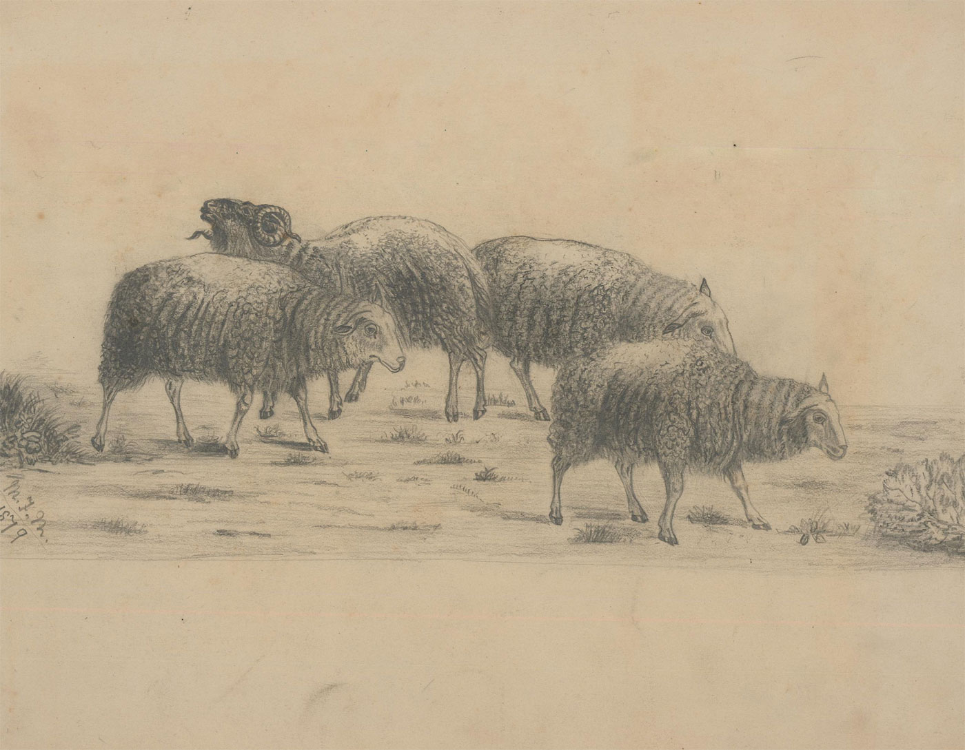 M. F. Murray Pair of 1879 Graphite Drawing, Livestock Studies von M