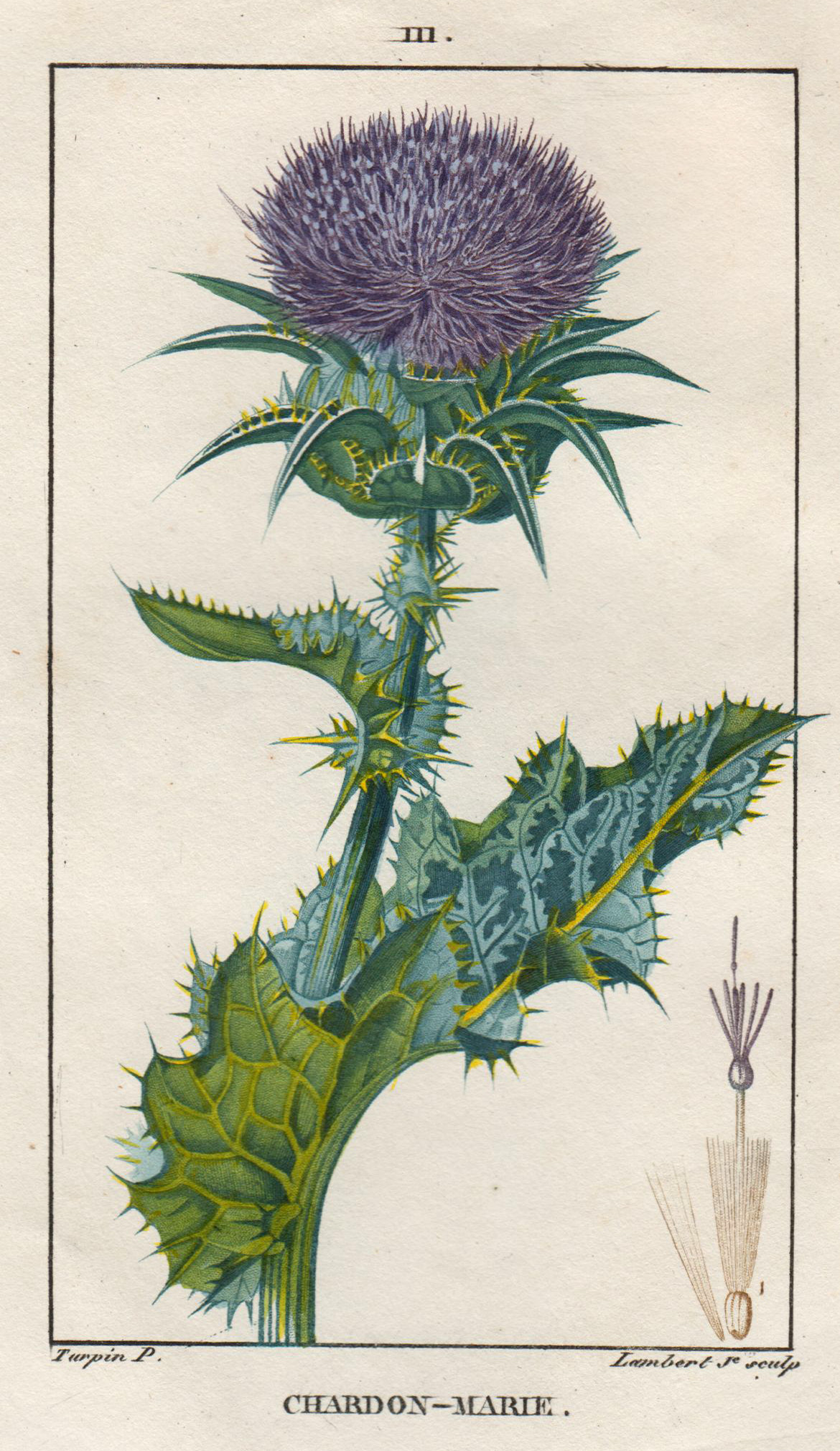 Chardon Marie, aus der Familie der Korbblütler. by Pflanzen