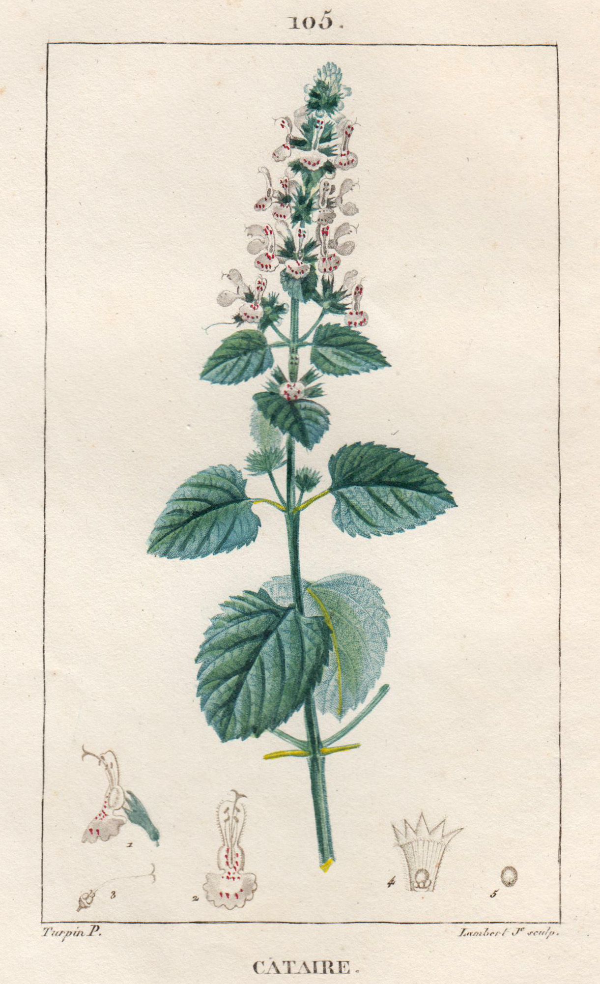 Cataire, aus der Familie der Lippenblütler. by Pflanzen Katzenminze