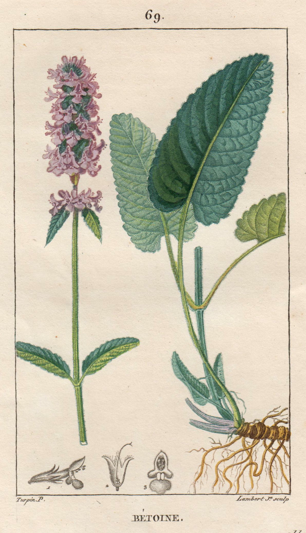 Bétoine, HeilZiest, auch Echte Betonie, Flohblume, Pfaffenblume