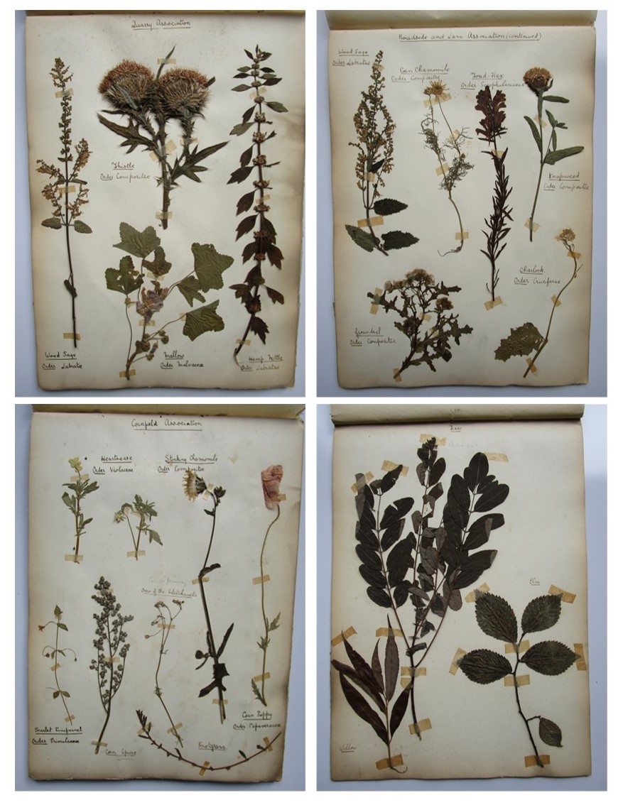 EDWARDIAN DERBYSHIRE HERBARIUM Natural History Collection of Plants, Flowers, leaves, collected on a Walk from Nottingham Road Tram Terminus to Coxbe