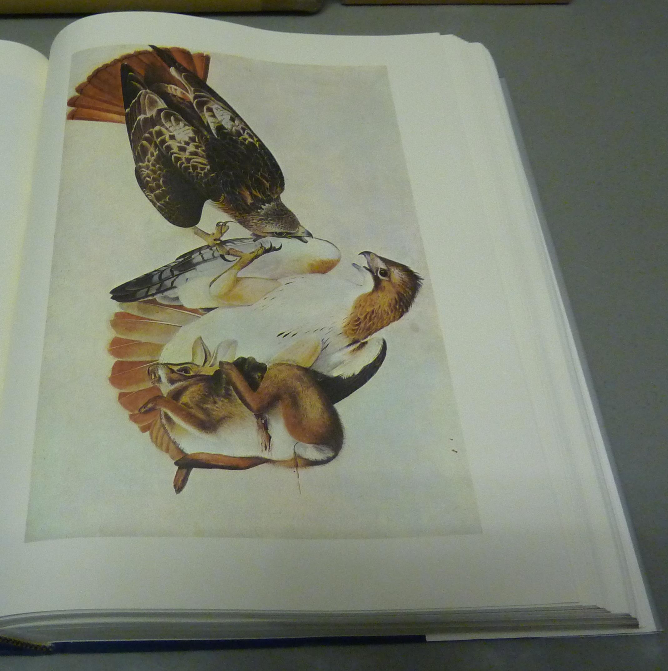 The Original Watercolor Paintings by John James Audubon for The Birds
