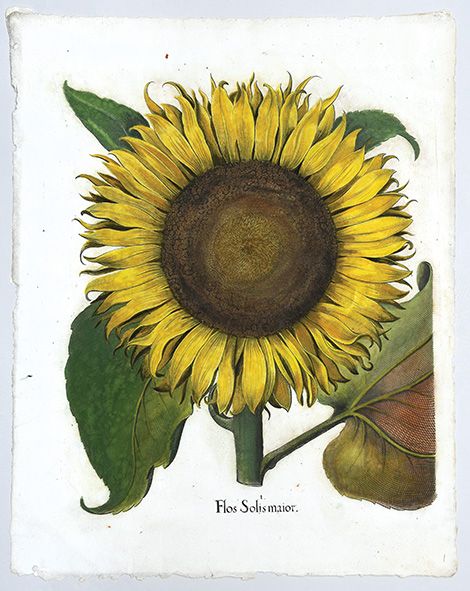 1. Flos Solis maior. (1. Common Sunflower.) by BESLER, Basilius ...