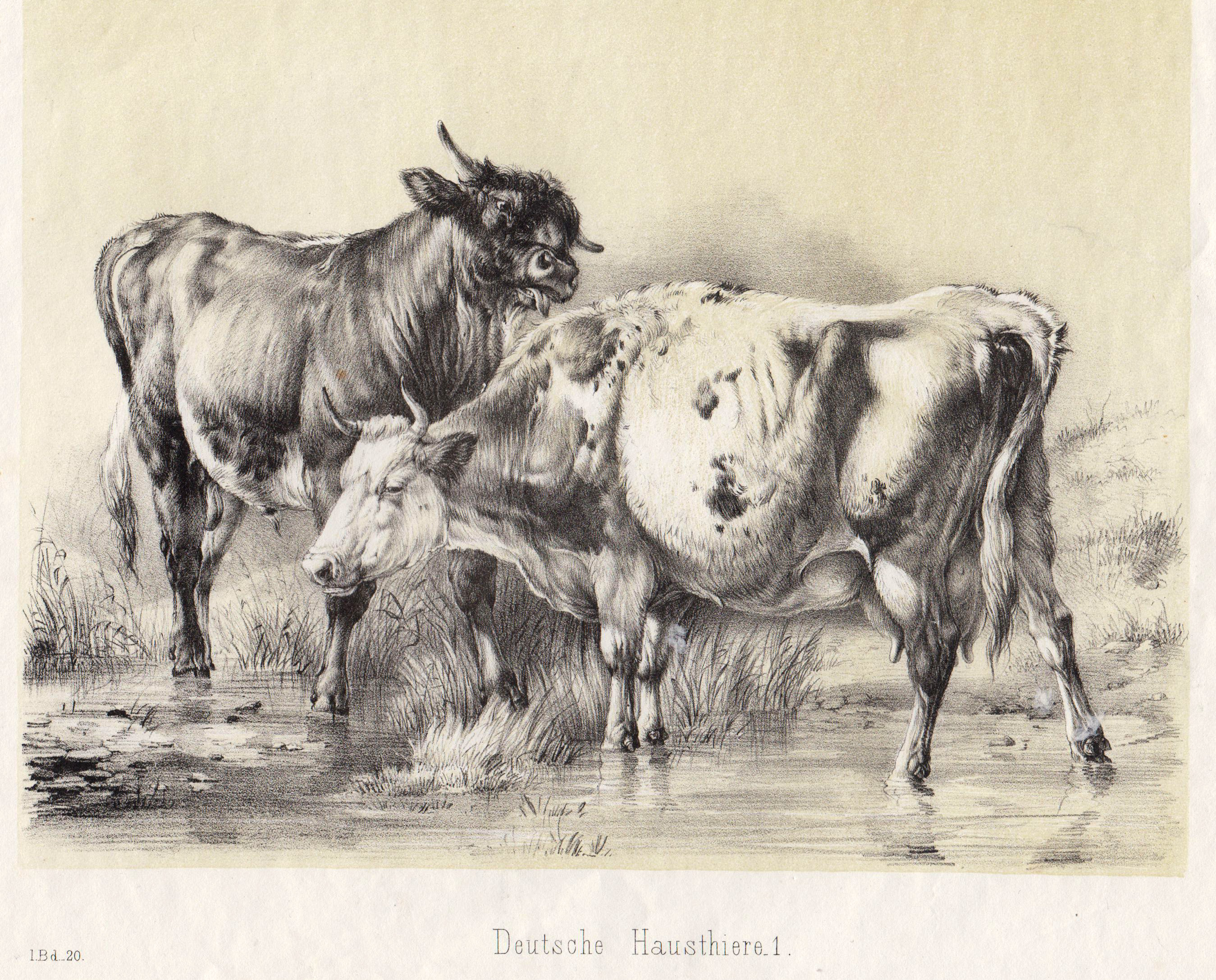 Deutsche Hausthiere 1. by Tiere: Rinder:: Art / Print /  Poster | Antiquariat Clemens Paulusch GmbH | Poster