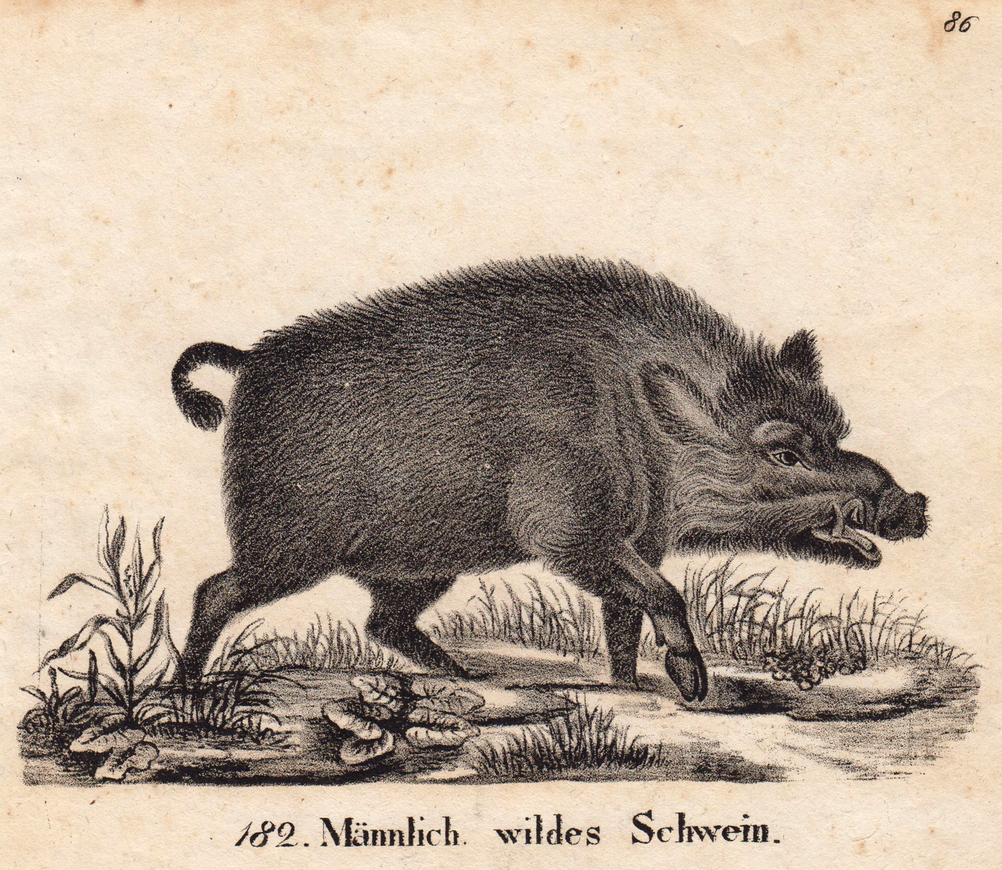 Wildschwein Schwein Schwein Schwein Autoaufkleber Laptop - Temu Austria